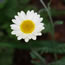 Anthemis tinctoria Susanna Mitchell 